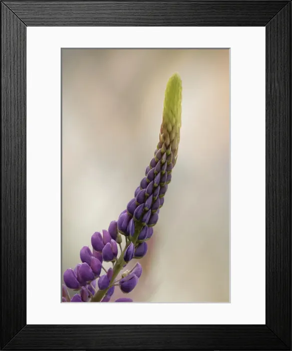Framed Print : Lupine growing in city, Punta Arenas, ChilePatagonia Framed Print : Lupine growing in city, Punta Arenas, ChilePatagonia