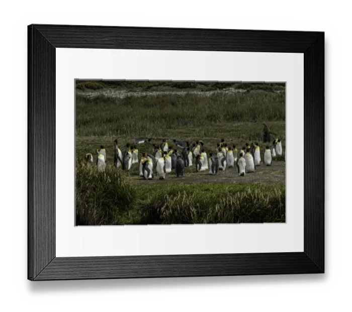 Framed Print : King Penguin colony, Useless Bay, Tierra del Fuego, Chile, South AmericaPatagonia Framed Print : King Penguin colony, Useless Bay, Tierra del Fuego, Chile, South AmericaPatagonia