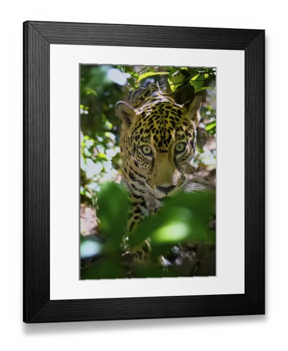 Framed Print : Jaguar (Panthera onca), Central America Jaguar (Panthera onca) Linnaeus, Costa Rica Framed Print : Jaguar (Panthera onca), Central America Jaguar (Panthera onca) Linnaeus, Costa Rica