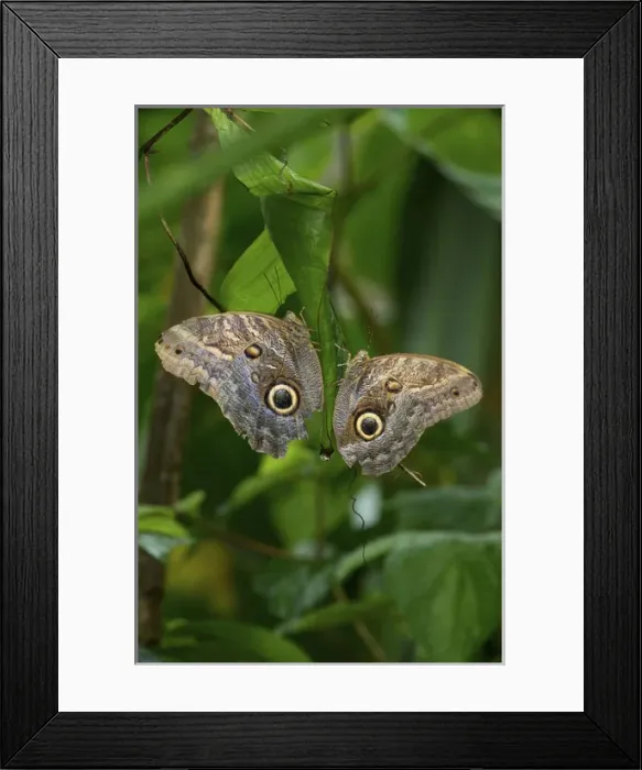 Framed Print : Owl Butterfly (Caligo memnon), Costa Rica Framed Print : Owl Butterfly (Caligo memnon), Costa Rica