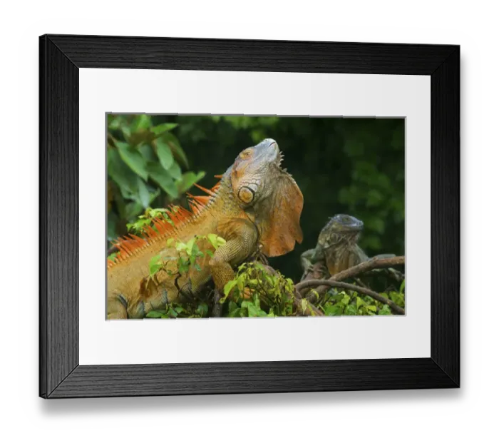 Framed Print : Green Iguanas (Iguana iguana), Costa Rica Framed Print : Green Iguanas (Iguana iguana), Costa Rica