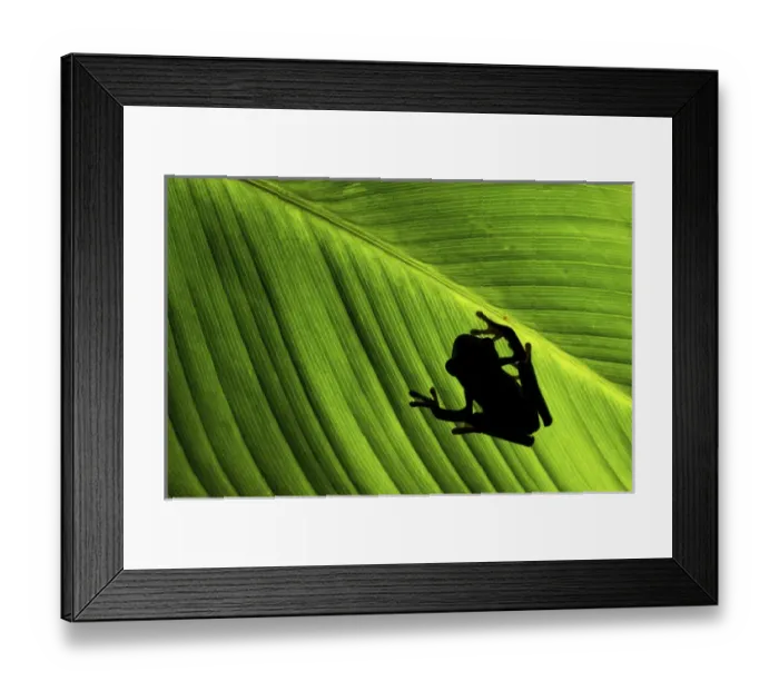 Framed Print : Red-eyed Treefrog (Agalychnis callidryas) is an arboreal hylid native to Neotropical Framed Print : Red-eyed Treefrog (Agalychnis callidryas) is an arboreal hylid native to Neotropical