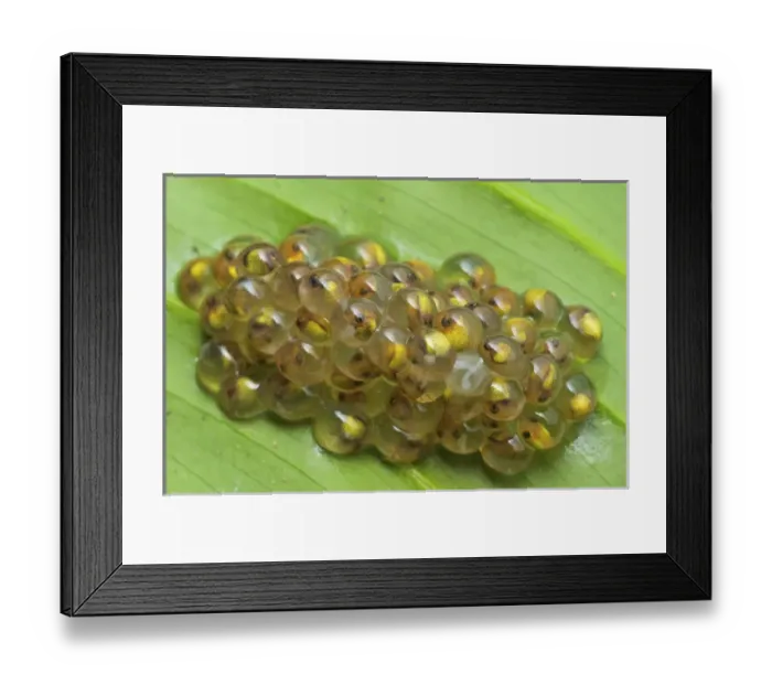 Framed Print : Red-eyed Treefrog (Agalychnis callidryas) is an arboreal hylid native to Neotropical Framed Print : Red-eyed Treefrog (Agalychnis callidryas) is an arboreal hylid native to Neotropical