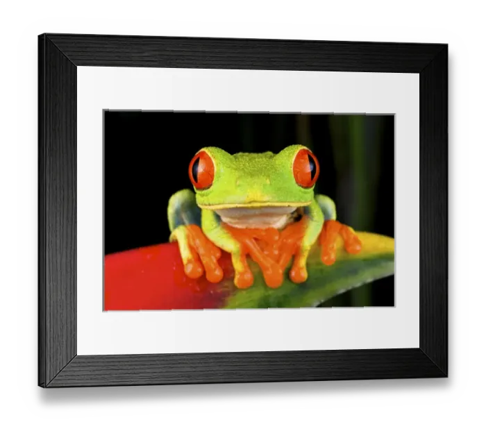 Framed Print : Red-eyed Treefrog (Agalychnis callidryas) is an arboreal hylid native to Neotropical Framed Print : Red-eyed Treefrog (Agalychnis callidryas) is an arboreal hylid native to Neotropical