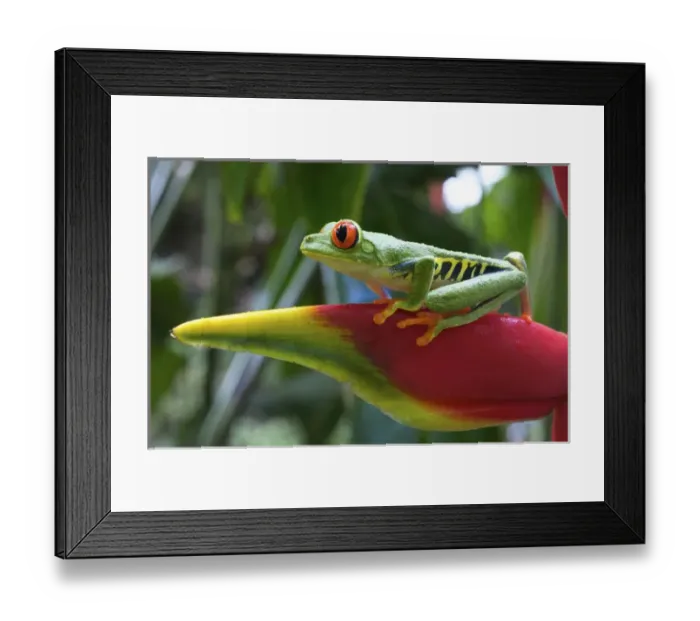 Framed Print : Red-eyed Treefrog (Agalychnis callidryas) is an arboreal hylid native to Neotropical Framed Print : Red-eyed Treefrog (Agalychnis callidryas) is an arboreal hylid native to Neotropical