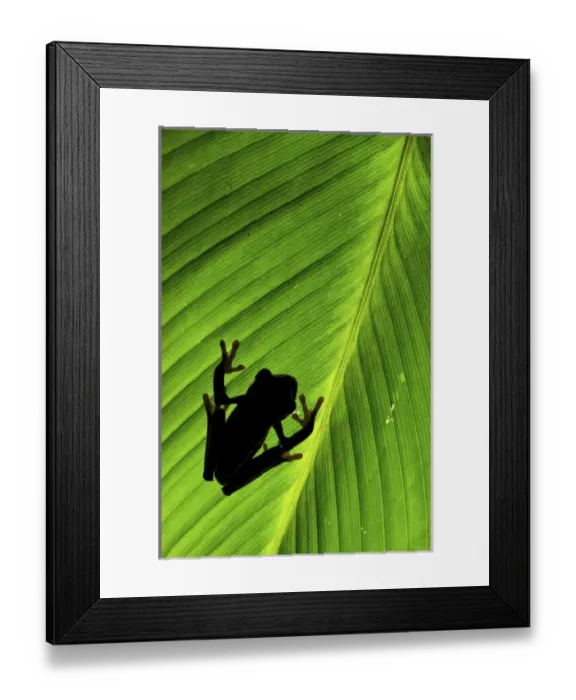 Framed Print : Red-eyed Treefrog (Agalychnis callidryas) is an arboreal hylid native to Neotropical Framed Print : Red-eyed Treefrog (Agalychnis callidryas) is an arboreal hylid native to Neotropical
