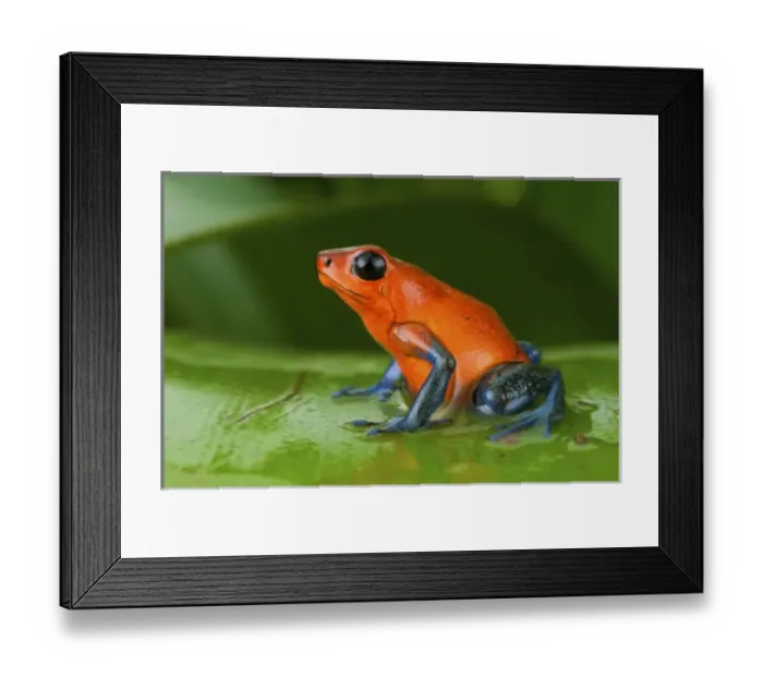 Framed Print : Strawberry poison frog or strawberry poison-dart frog (Oophaga pumilio), Costa Rica Framed Print : Strawberry poison frog or strawberry poison-dart frog (Oophaga pumilio), Costa Rica