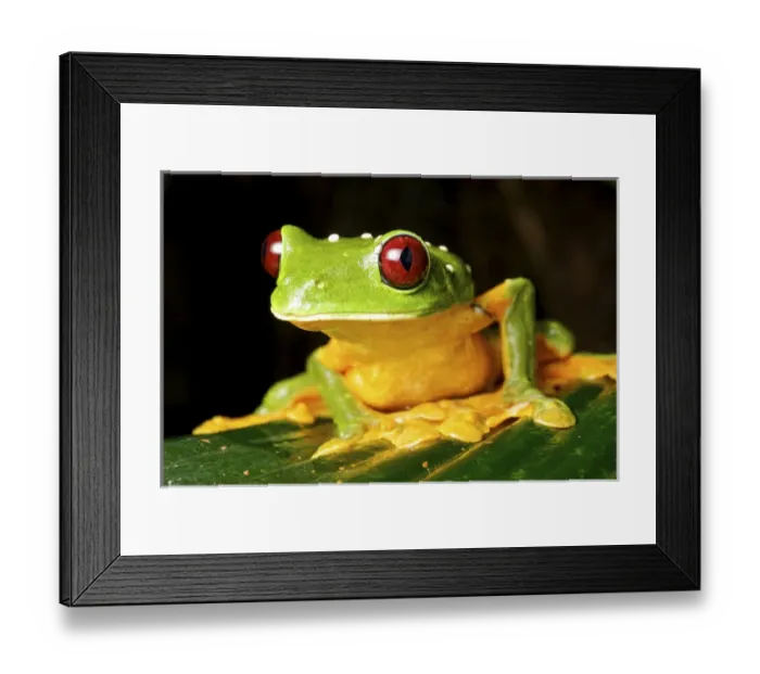 Framed Print : Spurells Flying Frog (Agalychnis spurelli), Costa Rica Framed Print : Spurells Flying Frog (Agalychnis spurelli), Costa Rica
