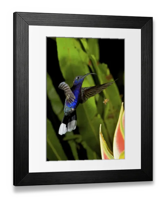 Framed Print : The Violet Sabrewing (Campylopterus hemileucurus), is a very large hummingbird native Framed Print : The Violet Sabrewing (Campylopterus hemileucurus), is a very large hummingbird native