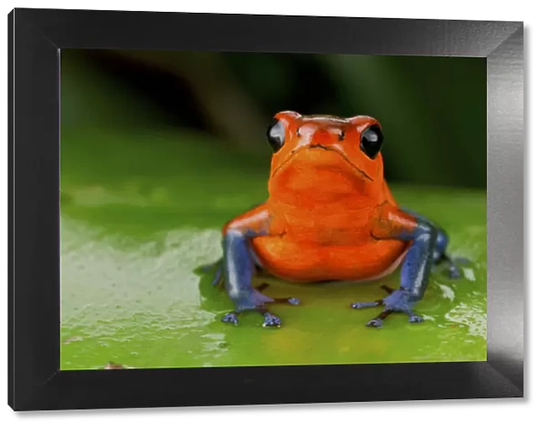 Strawberry poison frog or strawberry poison-dart frog (Oophaga pumilio), Costa Rica