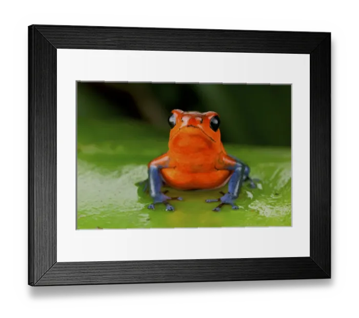Framed Print : Strawberry poison frog or strawberry poison-dart frog (Oophaga pumilio), Costa Rica Framed Print : Strawberry poison frog or strawberry poison-dart frog (Oophaga pumilio), Costa Rica