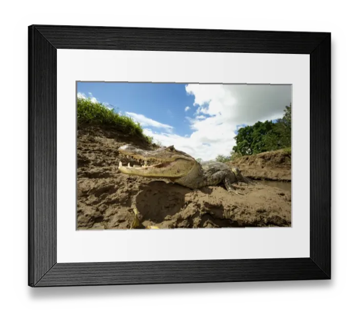 Framed Print : Spectacled Caiman (Caiman crocodilus), Costa Rica