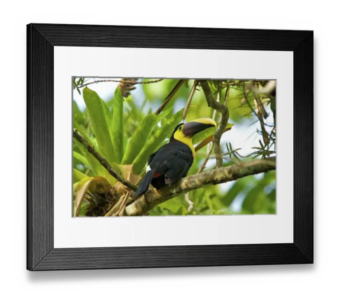 Framed Print : Chestnut-mandibled Toucan (Ramphastos swainsonii) in Costa Rica. The Chestnut-mandibled Toucan Framed Print : Chestnut-mandibled Toucan (Ramphastos swainsonii) in Costa Rica. The Chestnut-mandibled Toucan