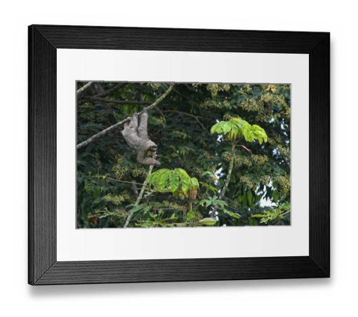 Framed Print : Three-Toed Sloth (Bradypus variegatus) Perezoso de Tres Dedos, Cahuita, Caribe, Costa