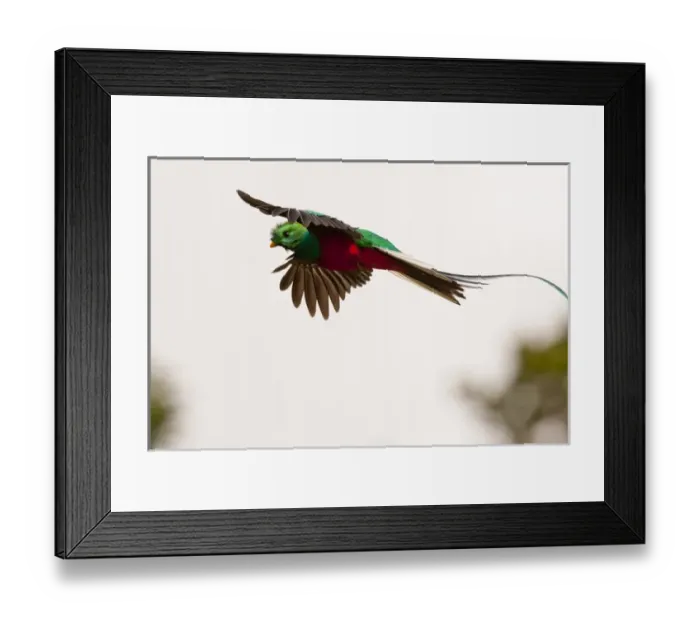 Framed Print : Central America, Costa Rica. Resplendent quetzal in flight