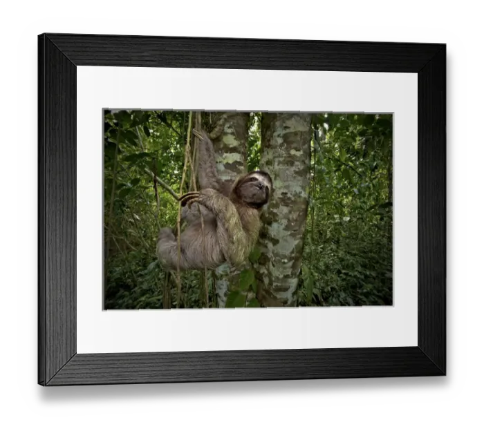 Framed Print : Three-Toed Sloth (Bradypus variegatus) Perezoso de Tres Dedos, Cahuita, Caribe, Costa