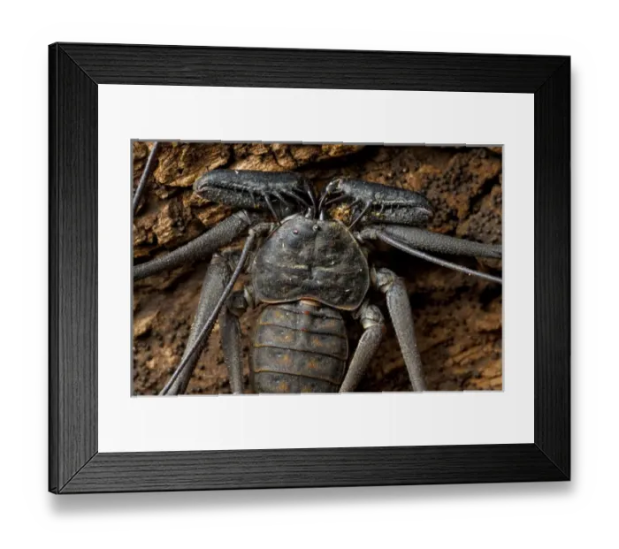 Framed Print : Whip Spider Or Tailess Whip Scorpion, Costa Rica, Central America Framed Print : Whip Spider Or Tailess Whip Scorpion, Costa Rica, Central America