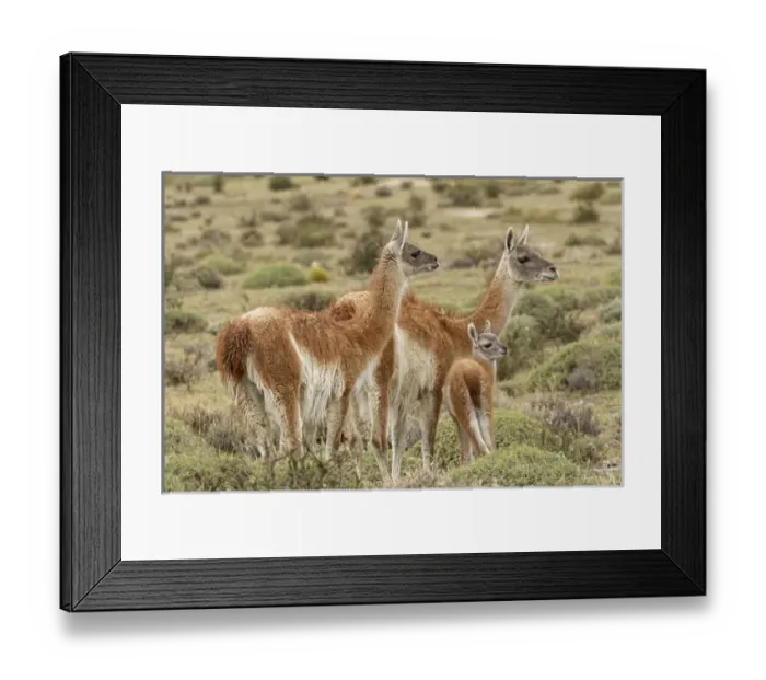 Framed Print : Guanaco and baby (Lama guanaco), Andes Mountain, Torres del Paine National Park, Chile Framed Print : Guanaco and baby (Lama guanaco), Andes Mountain, Torres del Paine National Park, Chile