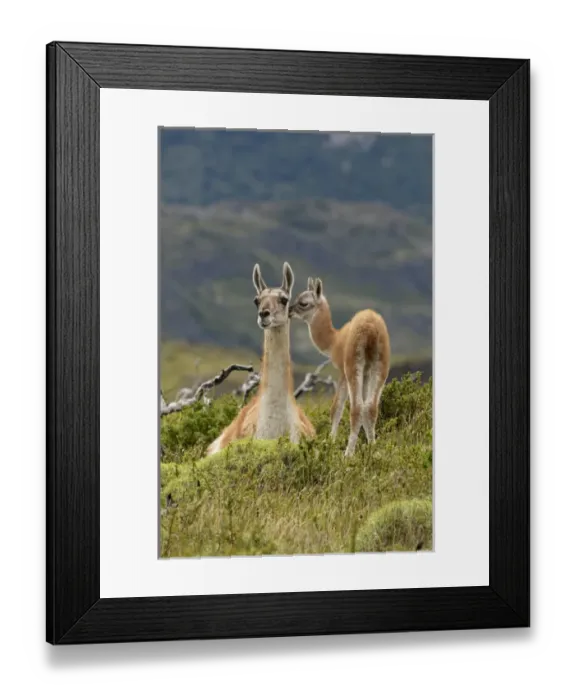 Framed Print : Guanaco and baby (Lama guanaco), Andes Mountain, Torres del Paine National Park, Chile Framed Print : Guanaco and baby (Lama guanaco), Andes Mountain, Torres del Paine National Park, Chile