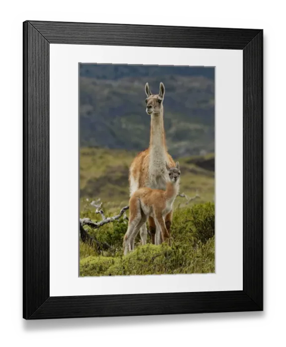 Framed Print : Guanaco and baby (Lama guanaco), Andes Mountain, Torres del Paine National Park, Chile