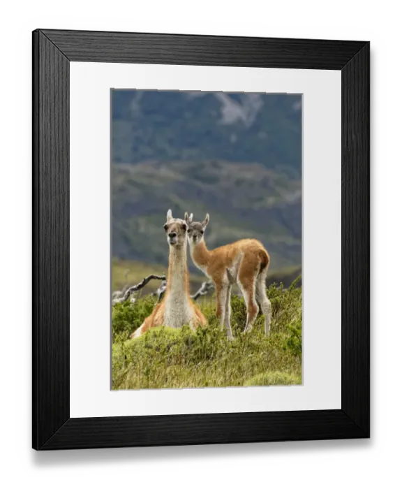 Framed Print : Guanaco and baby (Lama guanaco), Andes Mountain, Torres del Paine National Park, Chile Framed Print : Guanaco and baby (Lama guanaco), Andes Mountain, Torres del Paine National Park, Chile