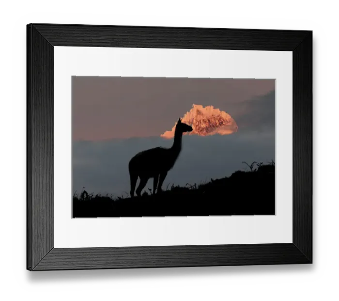 Framed Print : Guanaco portrait, Torres del Paine National Park, Chile, South America. Patagonia Framed Print : Guanaco portrait, Torres del Paine National Park, Chile, South America. Patagonia