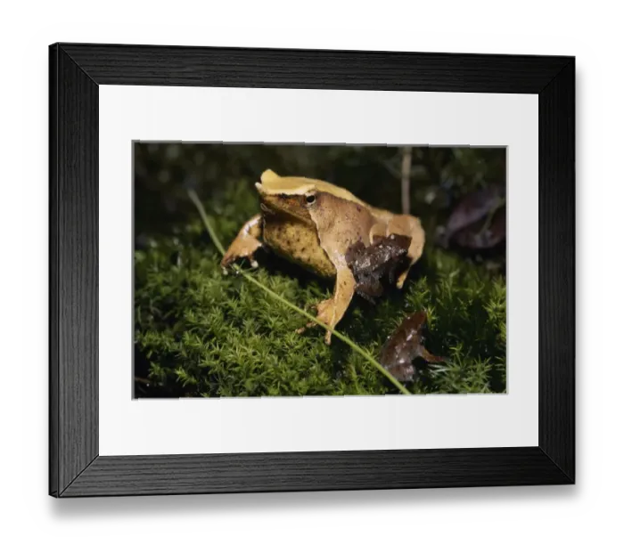 Framed Print : Darwins Frog (Rhinoderma darwini), Chile Framed Print : Darwins Frog (Rhinoderma darwini), Chile