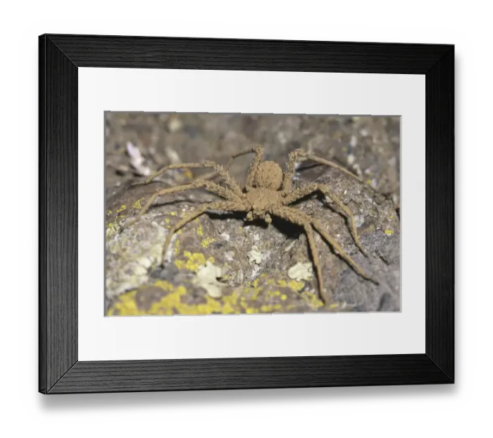 Framed Print : Sicarius, Atacama Desert, Chile. Is a genus of venomous spiders, the best known being Framed Print : Sicarius, Atacama Desert, Chile. Is a genus of venomous spiders, the best known being