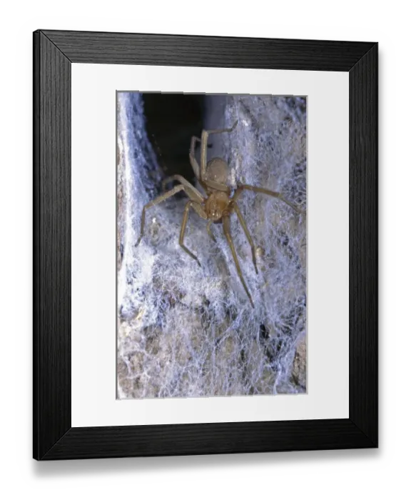 Framed Print : The Chilean recluse (Loxosceles laeta), is a venomous spider of the family Sicariidae Framed Print : The Chilean recluse (Loxosceles laeta), is a venomous spider of the family Sicariidae