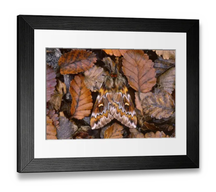 Framed Print : Temperate Rainforest Moth, La Araucania, Chile