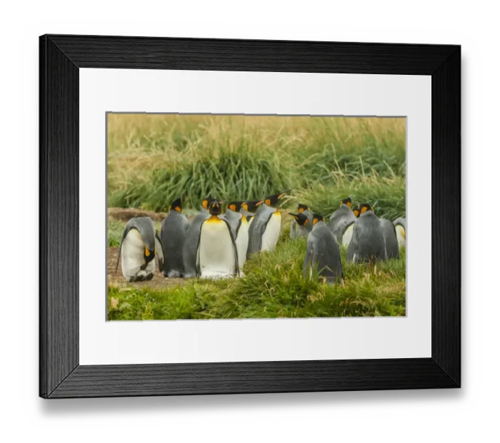 Framed Print : South America, Chile, Patagonia, Tierra del Fuego. King penguin colony. Credit as Framed Print : South America, Chile, Patagonia, Tierra del Fuego. King penguin colony. Credit as