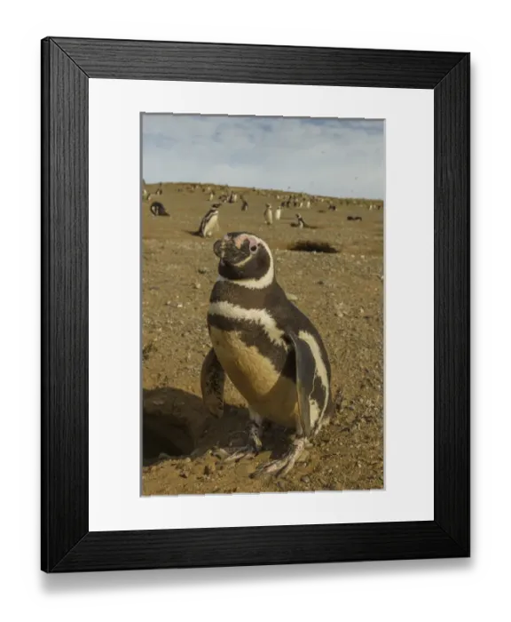 Framed Print : South America, Chile, Patagonia, Isla Magdalena. Close-up of Magellanic penguins Framed Print : South America, Chile, Patagonia, Isla Magdalena. Close-up of Magellanic penguins