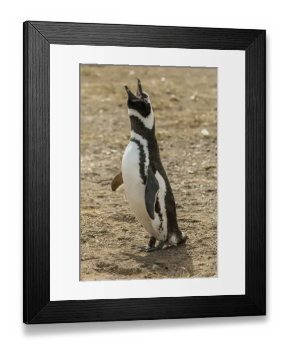 Framed Print : South America, Chile, Patagonia, Isla Magdalena. Magellanic penguin adult braying Framed Print : South America, Chile, Patagonia, Isla Magdalena. Magellanic penguin adult braying