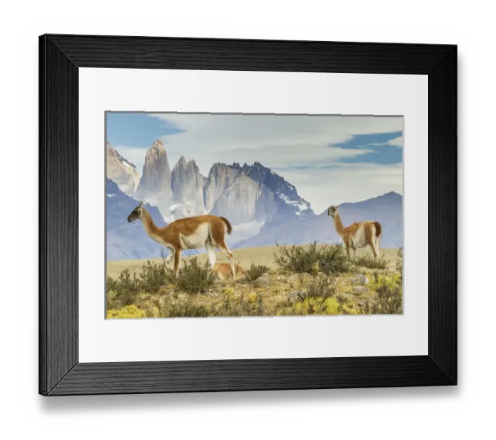 Framed Print : South America, Chile, Patagonia, Torres del Paine Framed Print : South America, Chile, Patagonia, Torres del Paine