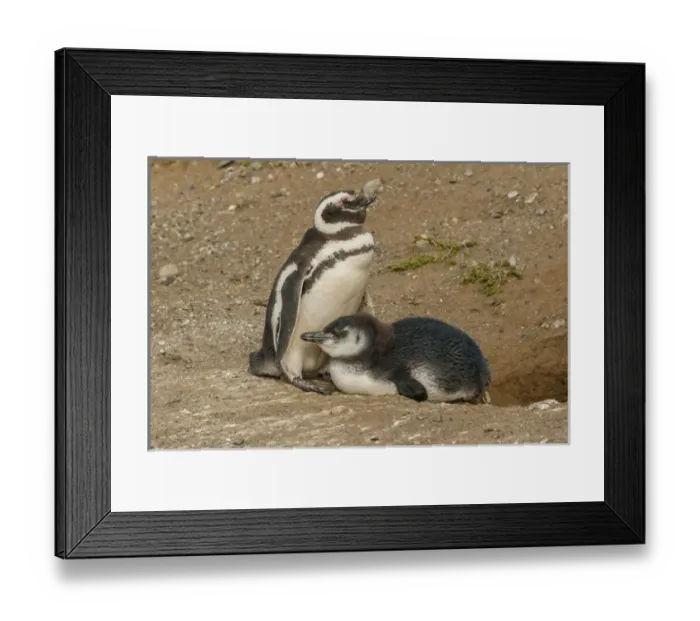 Framed Print : South America, Chile, Patagonia, Isla Magdalena Framed Print : South America, Chile, Patagonia, Isla Magdalena