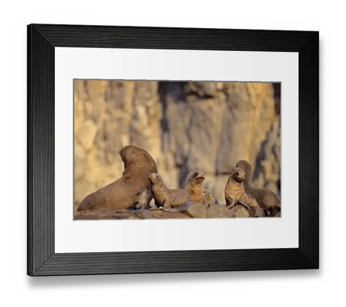 Framed Print : South American Fur Seal (Arctocephalus australis), Chile, colony with pubs on rock Framed Print : South American Fur Seal (Arctocephalus australis), Chile, colony with pubs on rock