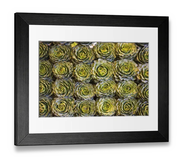 Framed Print : In a market in Santiago, these artichokes were displayed artfully in rows Framed Print : In a market in Santiago, these artichokes were displayed artfully in rows