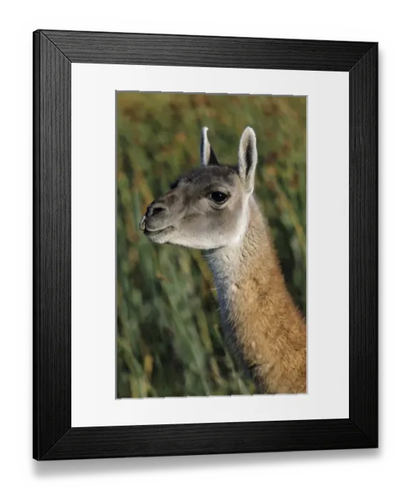 Framed Print : Guanaco (Lama guanicoe) Portrait, Chile. Guanaco is a camelid and closely related Framed Print : Guanaco (Lama guanicoe) Portrait, Chile. Guanaco is a camelid and closely related