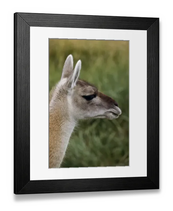 Framed Print : Guanaco (Lama guanicoe) Portrait, Chile. Guanaco is a camelid and closely related Framed Print : Guanaco (Lama guanicoe) Portrait, Chile. Guanaco is a camelid and closely related