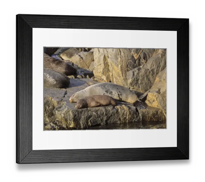 Framed Print : South American Fur Seal (Arctocephalus australis), Chile, mother and pubs on rock sleeping Framed Print : South American Fur Seal (Arctocephalus australis), Chile, mother and pubs on rock sleeping