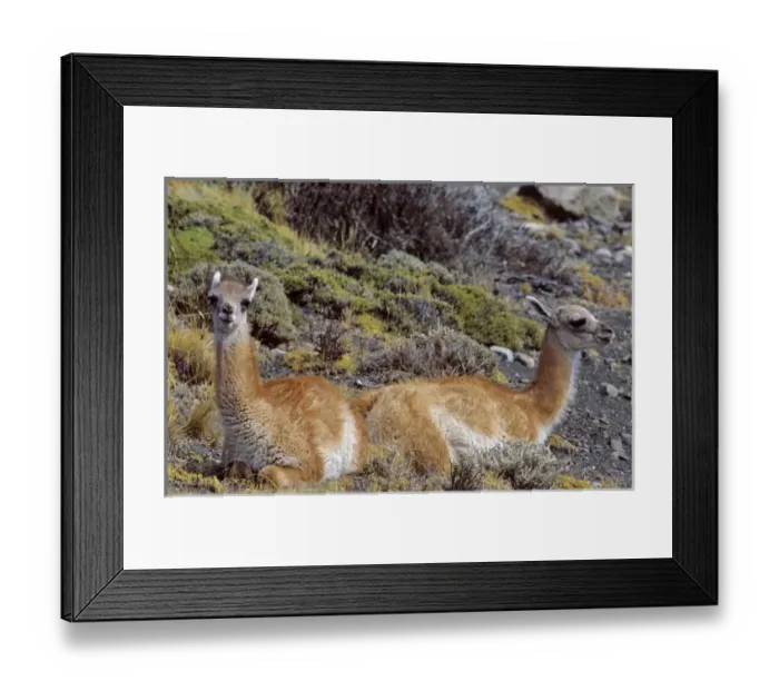 Framed Print : Guanaco (Lama guanicoe) two calf, Chile Framed Print : Guanaco (Lama guanicoe) two calf, Chile