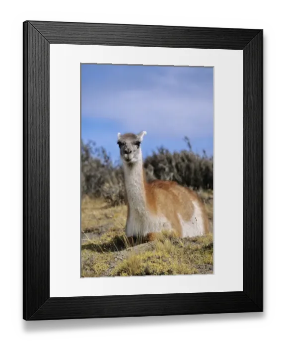 Framed Print : Guanaco (Lama guanicoe) sitting and ruminating, Chile Framed Print : Guanaco (Lama guanicoe) sitting and ruminating, Chile