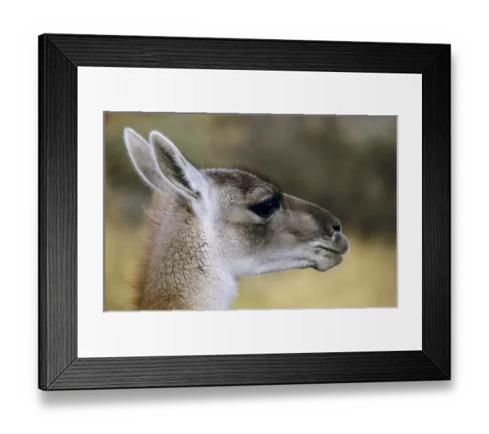Framed Print : Guanaco (Lama guanicoe) Portrait, Chile. Guanaco is a camelid and closely related Framed Print : Guanaco (Lama guanicoe) Portrait, Chile. Guanaco is a camelid and closely related