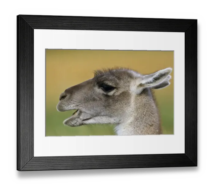 Framed Print : Guanaco (Lama guanicoe) Portrait, Chile. Guanaco is a camelid and closely related Framed Print : Guanaco (Lama guanicoe) Portrait, Chile. Guanaco is a camelid and closely related