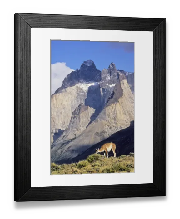 Framed Print : Guanaco (Lama guanicoe) standing with the landmark Cuernos del Paine in the background Framed Print : Guanaco (Lama guanicoe) standing with the landmark Cuernos del Paine in the background