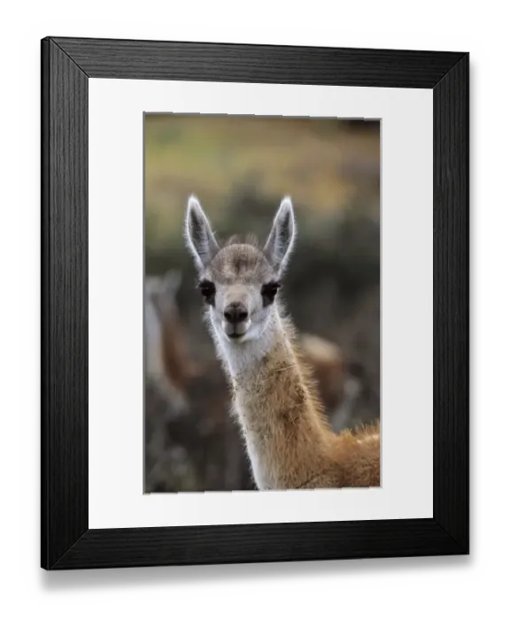 Framed Print : Guanaco (Lama guanicoe) calf portrait, Chile