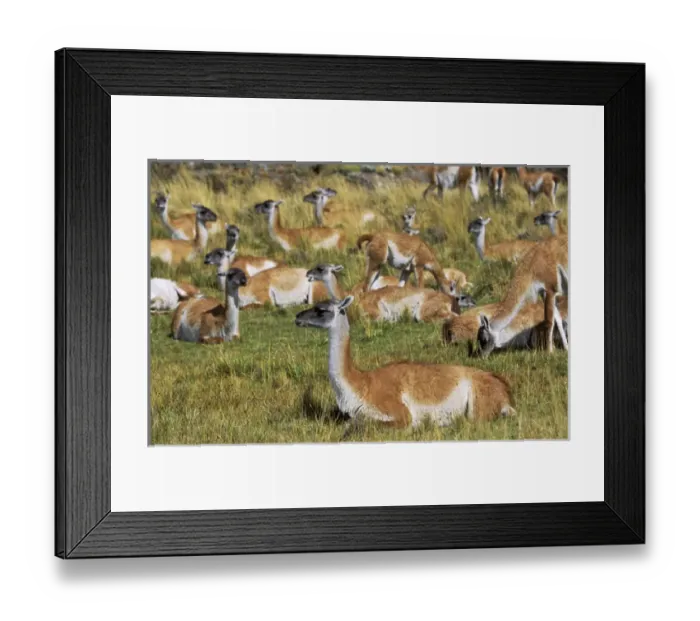 Framed Print : Guanaco (Lama guanicoe) herd in the patagonian steppe, Chile. Guanaco is a camelid Framed Print : Guanaco (Lama guanicoe) herd in the patagonian steppe, Chile. Guanaco is a camelid
