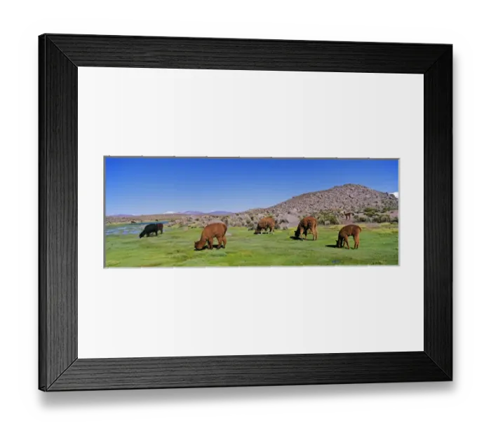 Framed Print : Alpaca (Vicugna pacos) in the Chilean Altiplano, Andes Mountains, South America are Framed Print : Alpaca (Vicugna pacos) in the Chilean Altiplano, Andes Mountains, South America are