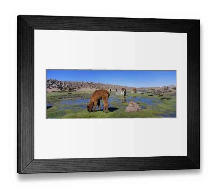 Framed Print : Alpaca (Vicugna pacos) in the Chilean Altiplano, Andes Mountains, South America are