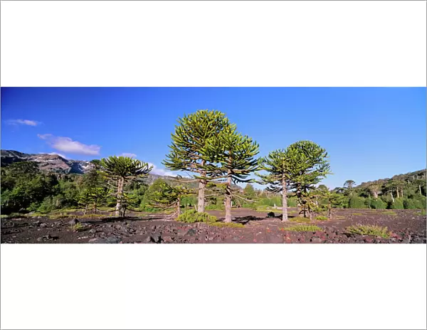 Stand of Monkey Puzzle trees (Araucaria araucana) on lava flows Conguillo National Park